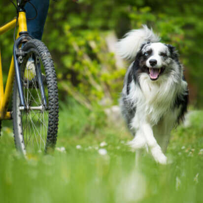 unterwegs mit dem hund fahrradfahren mit hund navigation